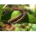 TITAN Cabbage Emperor Bunaea alcinoe TITAN Africa 10 larvae